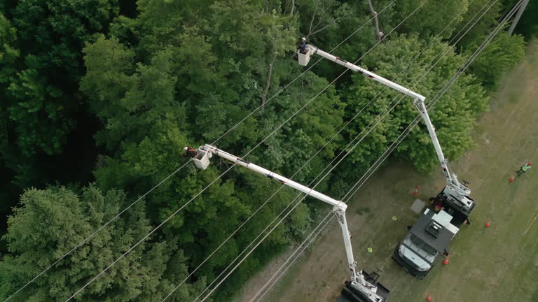 Best Tree and Shrub Care  in Wedgefield, SC